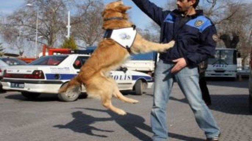 Yalova'da kokain avcısı 'Dingo' adlı k&ouml;pek g&ouml;revine başladı