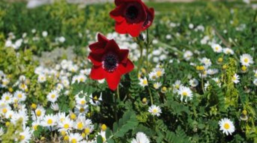 Cemrenin toprağa d&uuml;şmesiyle soğuklar yerini sıcak havaya bırakacak