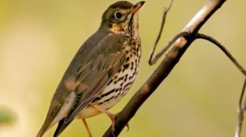 Kıbrıs&rsquo;a kadar u&ccedil;abildi!