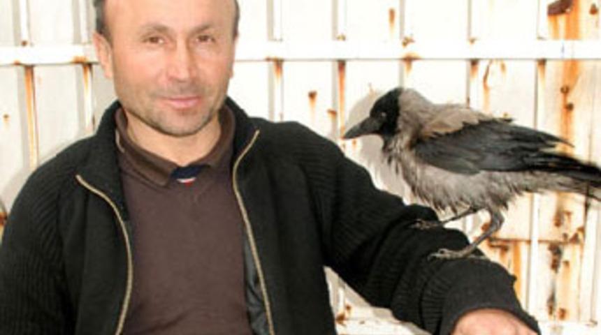 Kargayı evcilleştirdi