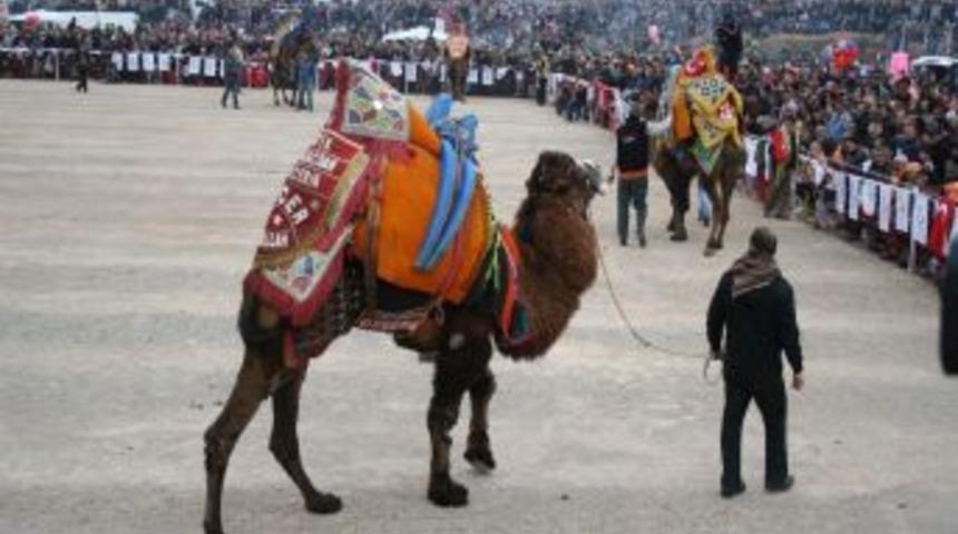 İzmirliler, deve g&uuml;reşine doydu