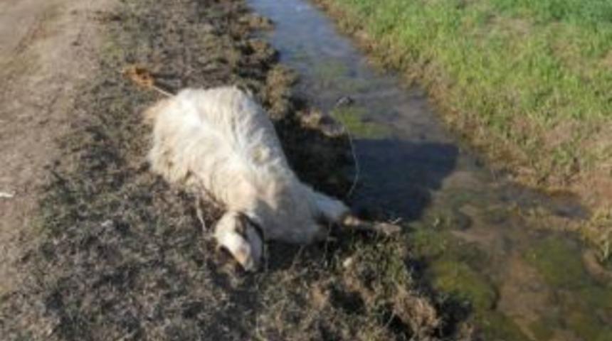 Şanlıurfa&rsquo;da kimyasal telef