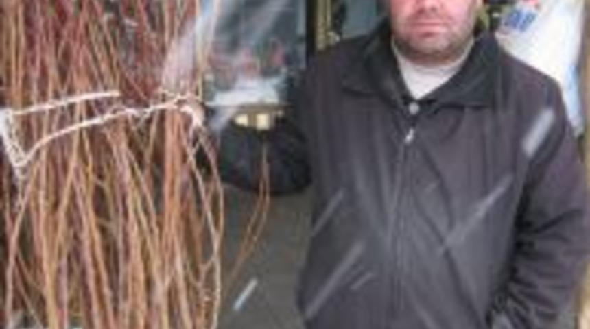 Fidan s&ouml;k&uuml;ld&uuml; kar bastırdı