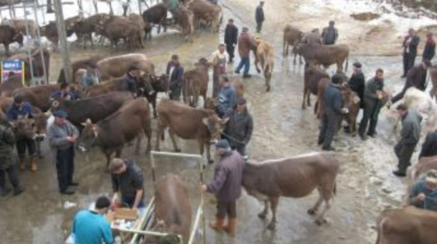 Turhal&rsquo;da 36 &ccedil;ift&ccedil;iye144 gebe d&uuml;ve dağıtıldı