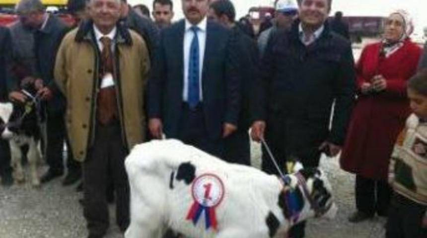 Buzağı g&uuml;zellik yarışması birincisi Karapınar'dan