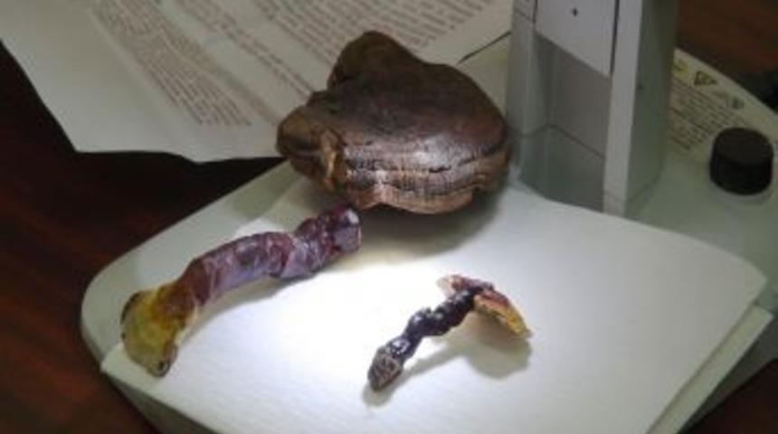 Zonguldak'ta kanser ve alzheimer tedavisinde kullanılan Reishe mantarı bulundu