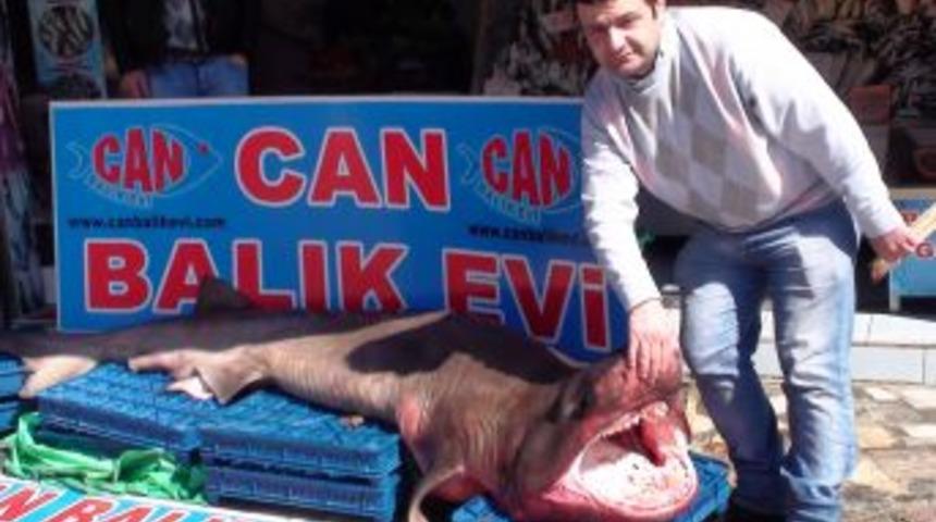 Dev k&ouml;pek balığı &uuml;rk&uuml;t&uuml;yor