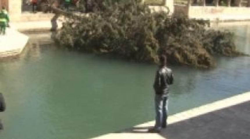 Balıklıg&ouml;l'de fırtına ağa&ccedil; devirdi