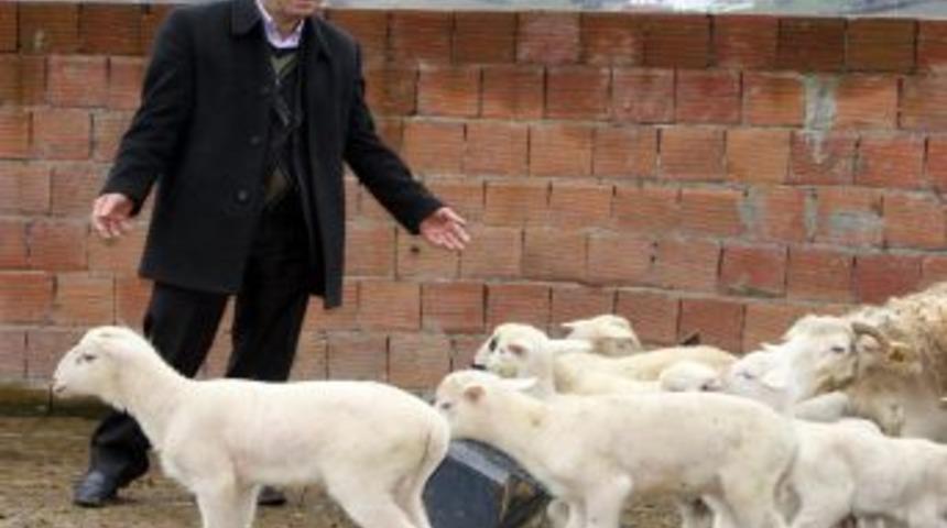 Yalova kıvırcık koyunu tescillendi, destek 65 TL'ye &ccedil;ıktı