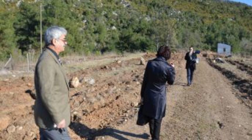 Kozan'da 'kent ormanı' oluşturulacak