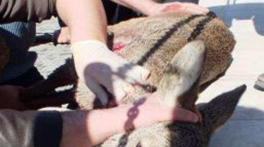 K&ouml;peklerin saldırısına uğrayan yavru ceylan tedavi edildi