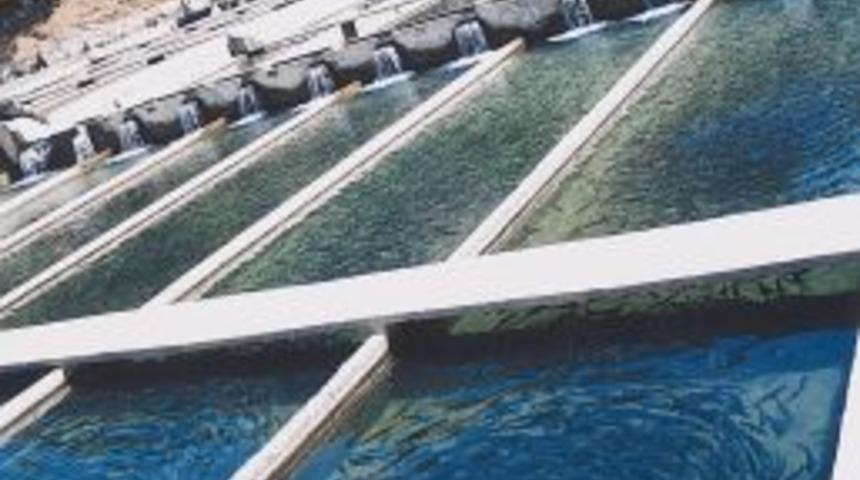 Avrupa&rsquo;ya &ccedil;upra ve levrek T&uuml;rkiye'den gidiyor