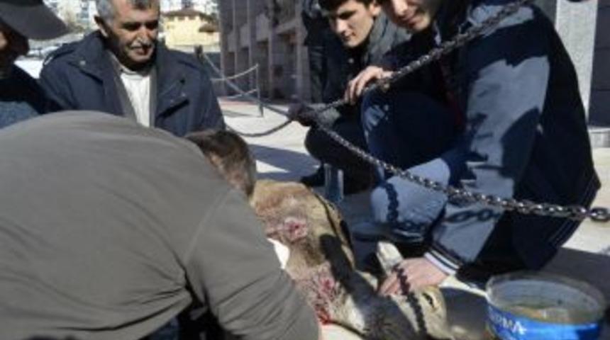 Yaralı karaca tedavi edildi