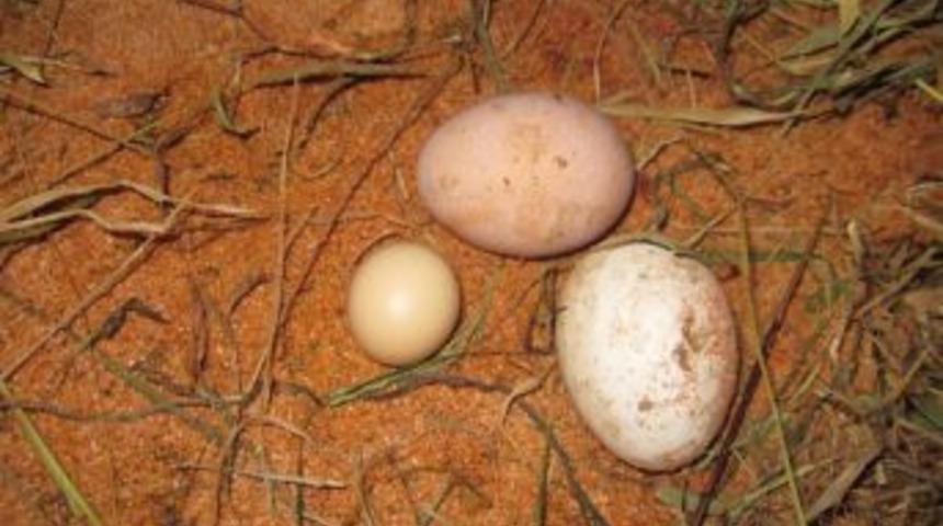 Rize&rsquo;de bir tavuk minik yumurta doğurdu