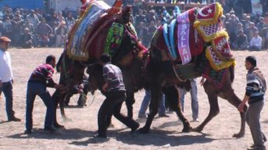 Deve g&uuml;reşlerine ev sahipliği yaparak k&ouml;ylerine gelir sağladılar