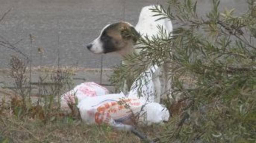 Yeni yerleşim b&ouml;lgesinde etrafa sa&ccedil;ılan evsel atıklar kirlilik oluşturuyor
