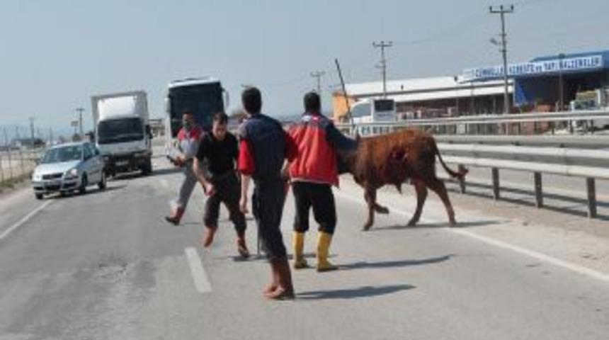 Mezbahadan Ka&ccedil;an Angus Trafiği Birbirine Kattı