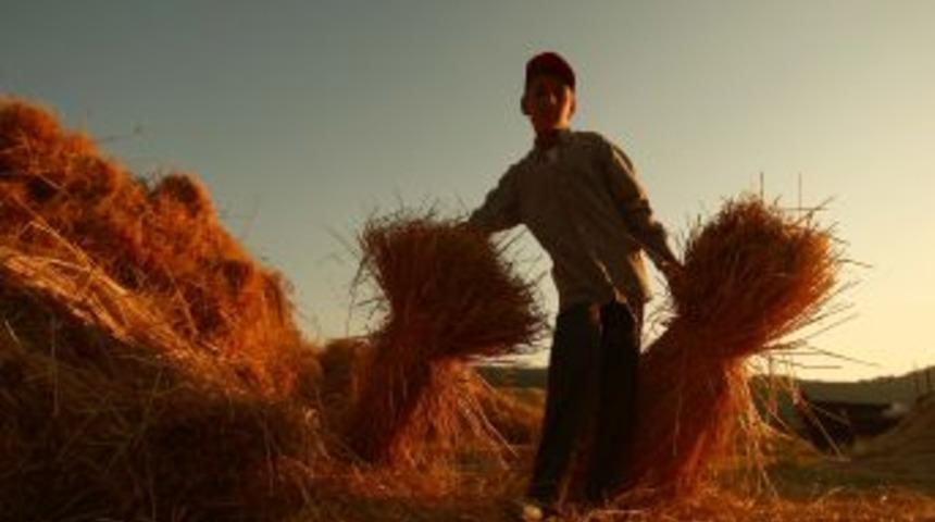 En &ccedil;ok sigortalanan tarım &uuml;r&uuml;n&uuml; buğday