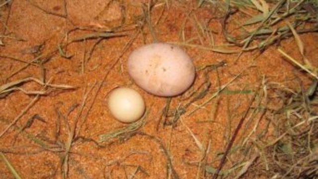 Çamlıhemşin'li aile destek istiyor