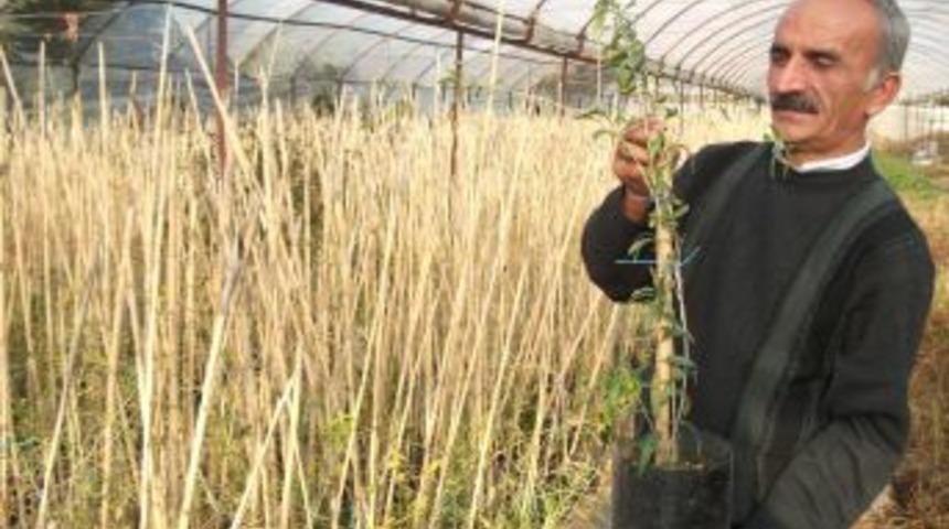 Alanya&rsquo;da &ccedil;ift&ccedil;ilere &lsquo;Goji berry&rsquo; fidanı dağıtıldı