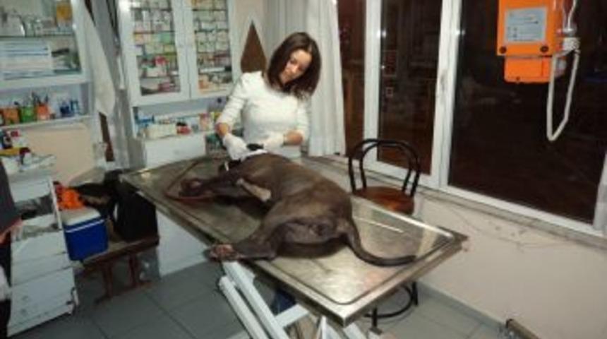 Pitbull'un kulağını kesmek istediler