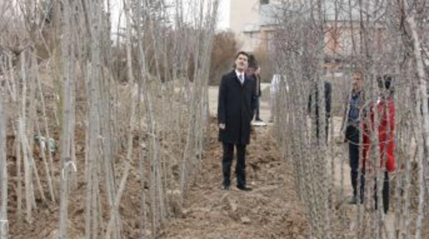 Erzincan Belediyesi, 7 bin ağa&ccedil; dikecek