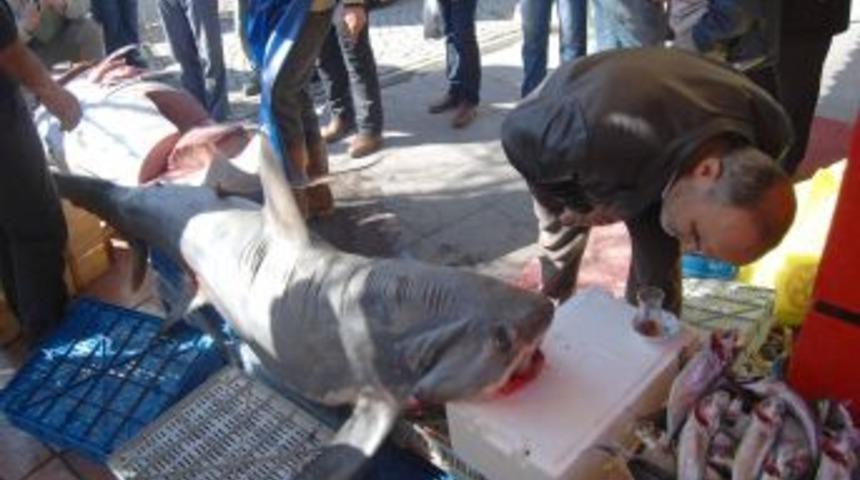 İzmir Aliağa&rsquo;da avlanan 380 kilo ağırlığındaki balık, Eskişehir'de tezgaha &ccedil;ıktı