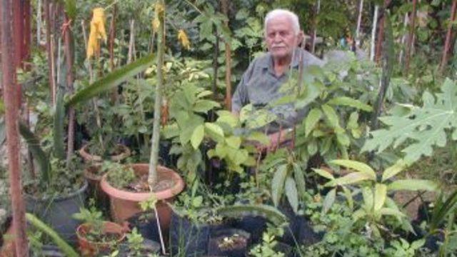 Alanya ve Gazipaşa'da tropikal meyveler yetiştirilecek