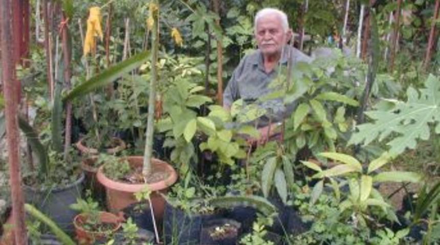 Alanya ve Gazipaşa'da tropikal meyveler yetiştirilecek