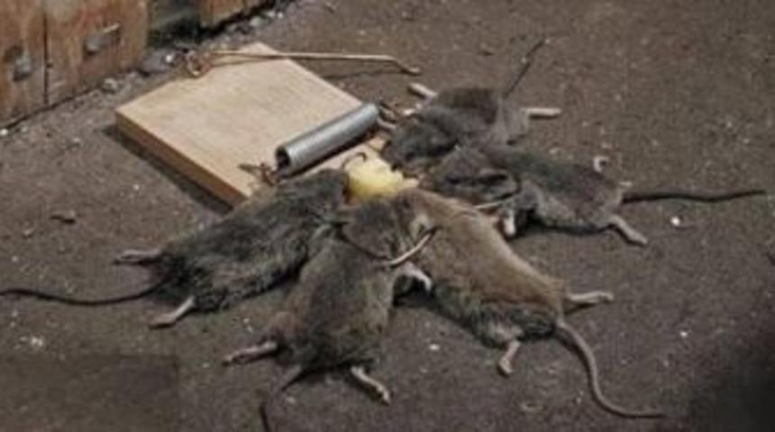 Fareler evleri bastı