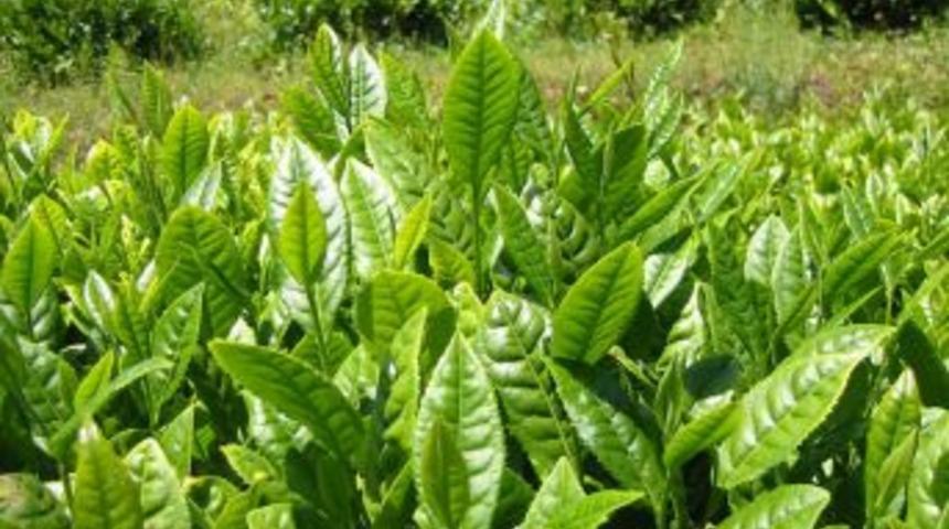 "Ele ge&ccedil;irilemeyen ka&ccedil;ak &ccedil;ay, ele ge&ccedil;irilenden daha fazla"