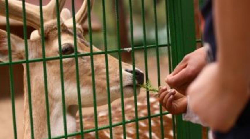 Türkiye Hayvanat Bahçeleri Birliği Kuruluyor