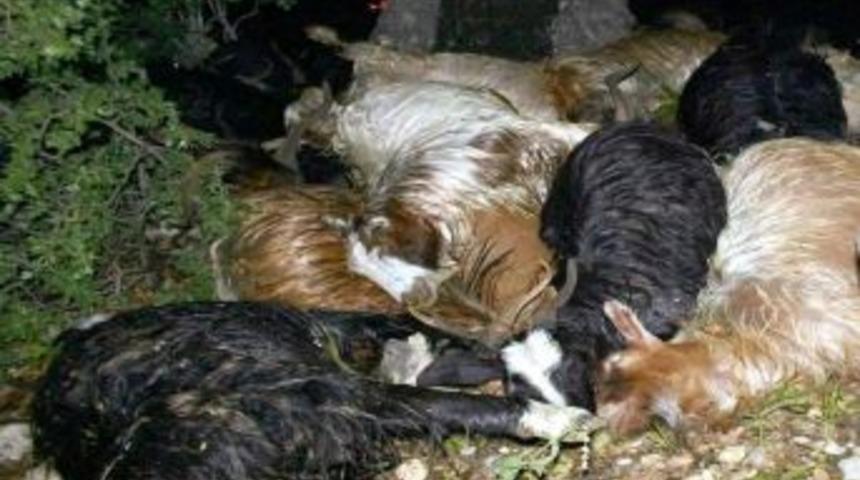 Tunceli'de &Ccedil;ok Miktarda Arpa Yiyen 80 Hayvanın 46'sı Telef Oldu