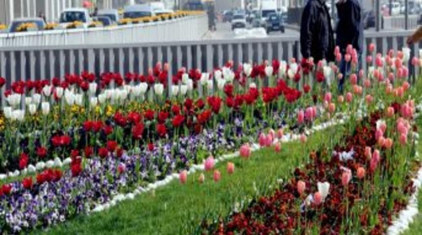 Antalya'da 60 bin lale ve s&uuml;mb&uuml;l dikildi