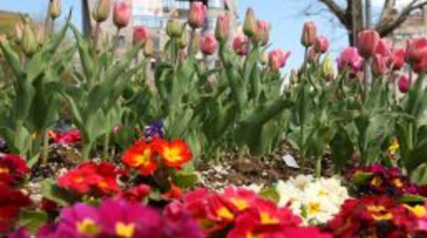 Bursa, laleler, nergisler ve s&uuml;mb&uuml;llerle bahara merhaba dedi