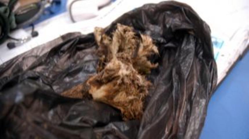 Tarlada Yabani Ot Yiyen 14 &Ccedil;ocuk Zehirlendi