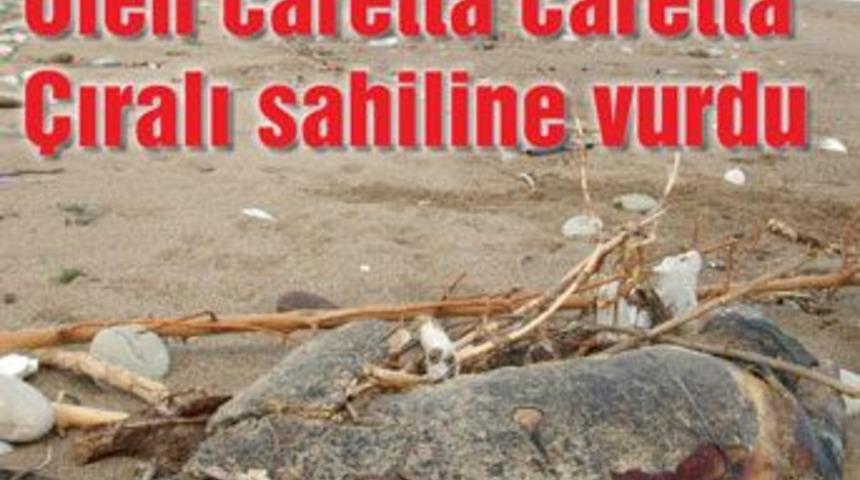 &Ouml;l&uuml; Caretta Caretta sahile vurdu