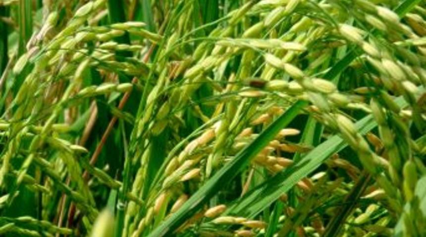 Bitkisel &uuml;retim &ccedil;ift&ccedil;ilerin y&uuml;z&uuml;n&uuml; g&uuml;ld&uuml;rd&uuml;