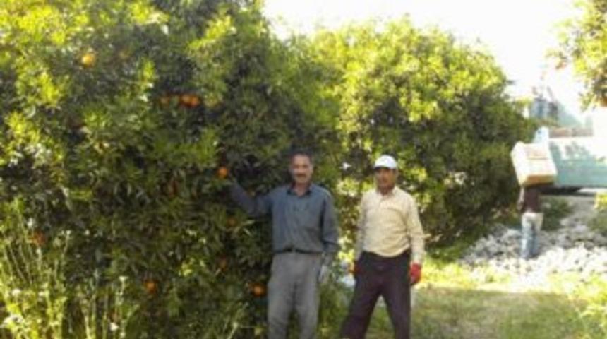 Portakal toplanmadan tekrar &ccedil;i&ccedil;ek a&ccedil;tı