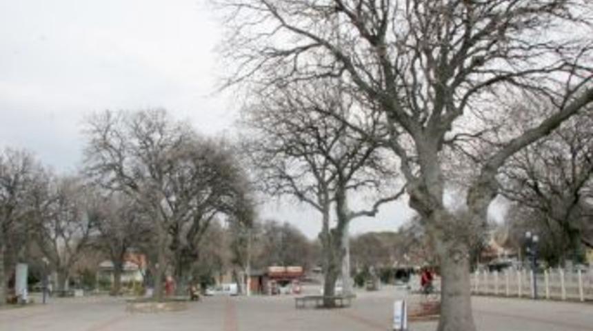 Burhaniye&rsquo;de yaklaşık bin 600 meşe ağacı mantarın pen&ccedil;esinde