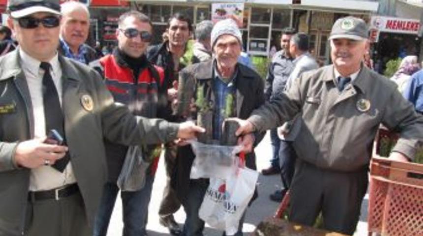 2 bin fıstık &ccedil;amı fidanı yarım saatte kapışıldı