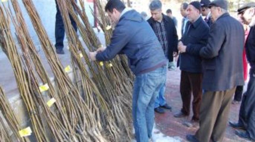 Nevşehir&rsquo;de 4 bin 800 adet ceviz fidanı dağıtıldı