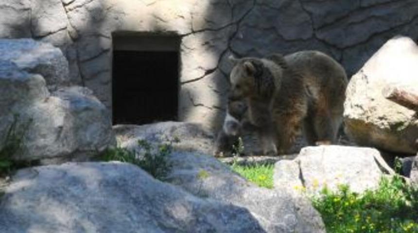 İzmir'de doğan yavru ayı ilk defa bah&ccedil;eye &ccedil;ıkarıldı