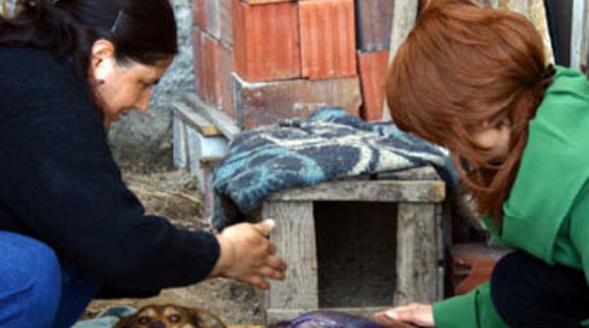 Sokak k&ouml;peğinin &uuml;zerine kızgın yağ attılar