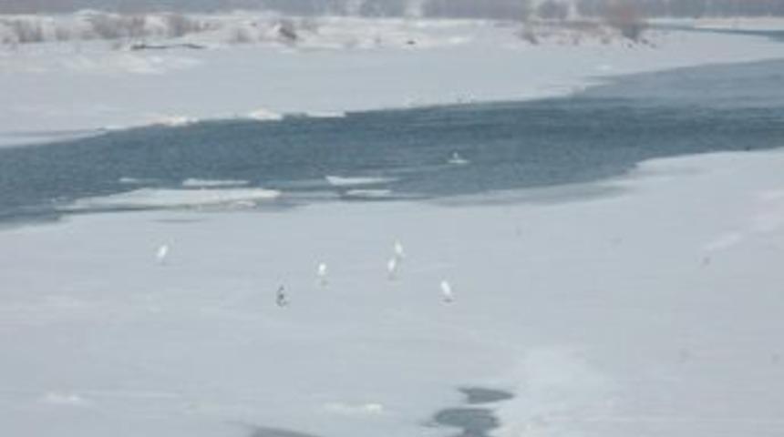 Baharın m&uuml;jdecisi leylekler 2 metre karla karşılaştı
