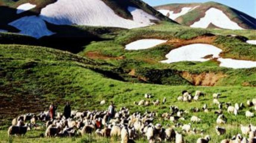 Erzincan'da meralar s&uuml;r&uuml; sahiplerine kiralandı