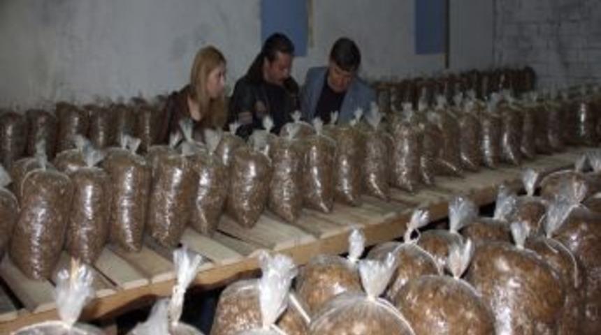 Muğla'da kayın mantarı &uuml;retimine başlandı