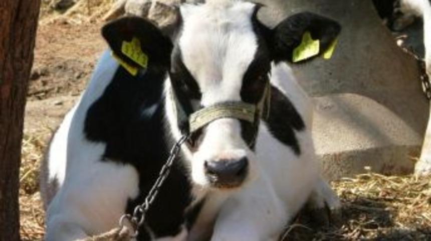 Sağlam: B&uuml;y&uuml;kbaş hayvan 20 g&uuml;n i&ccedil;inde k&uuml;pelenmeli