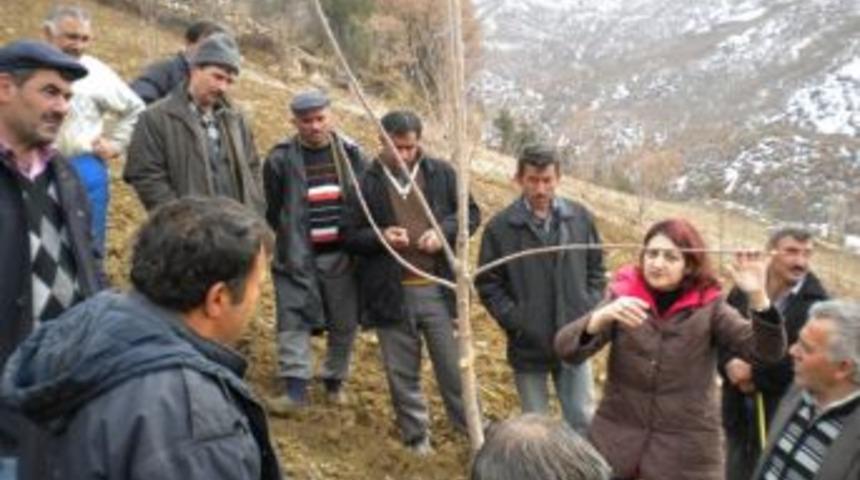 Amasya&rsquo;da &ccedil;ift&ccedil;ilere &uuml;z&uuml;m ve meyve ağacı budama eğitimi