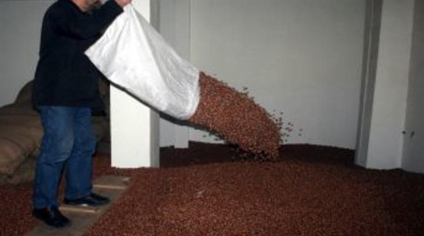 Giresun serbest piyasada fındık fiyatında d&uuml;ş&uuml;ş